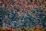 Autunno Canadese (18)